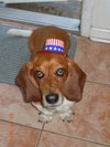 Bassetlove