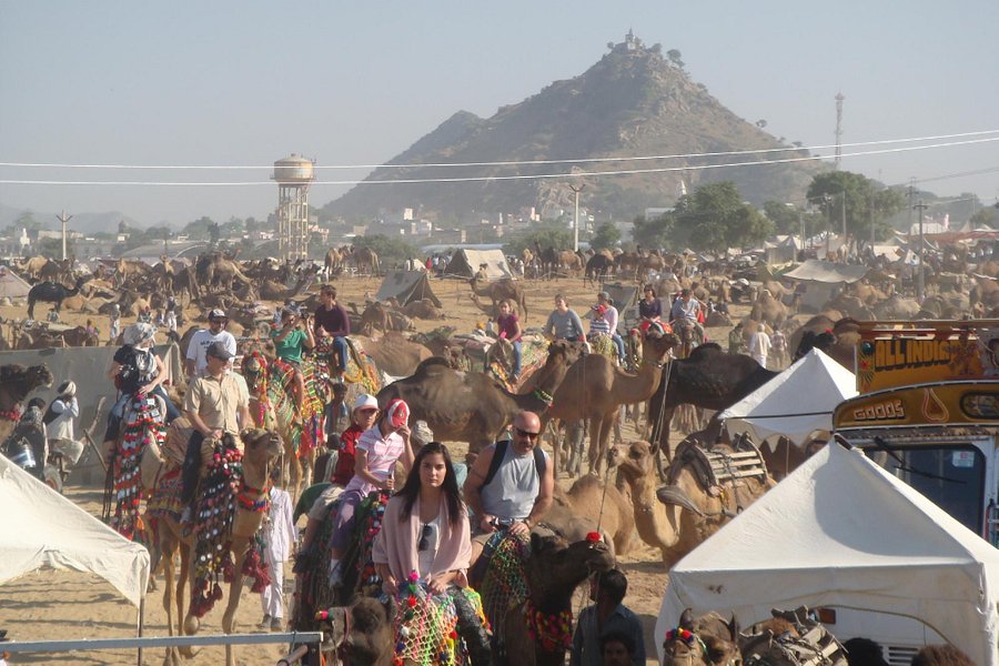 pushkar adventure camp & desert camel safari