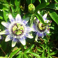 Passion Flowers on the patio area.