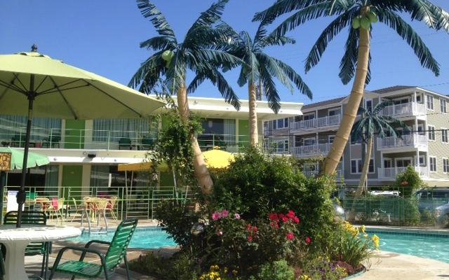 view of of the pool and palm trees (and one half of the motel)