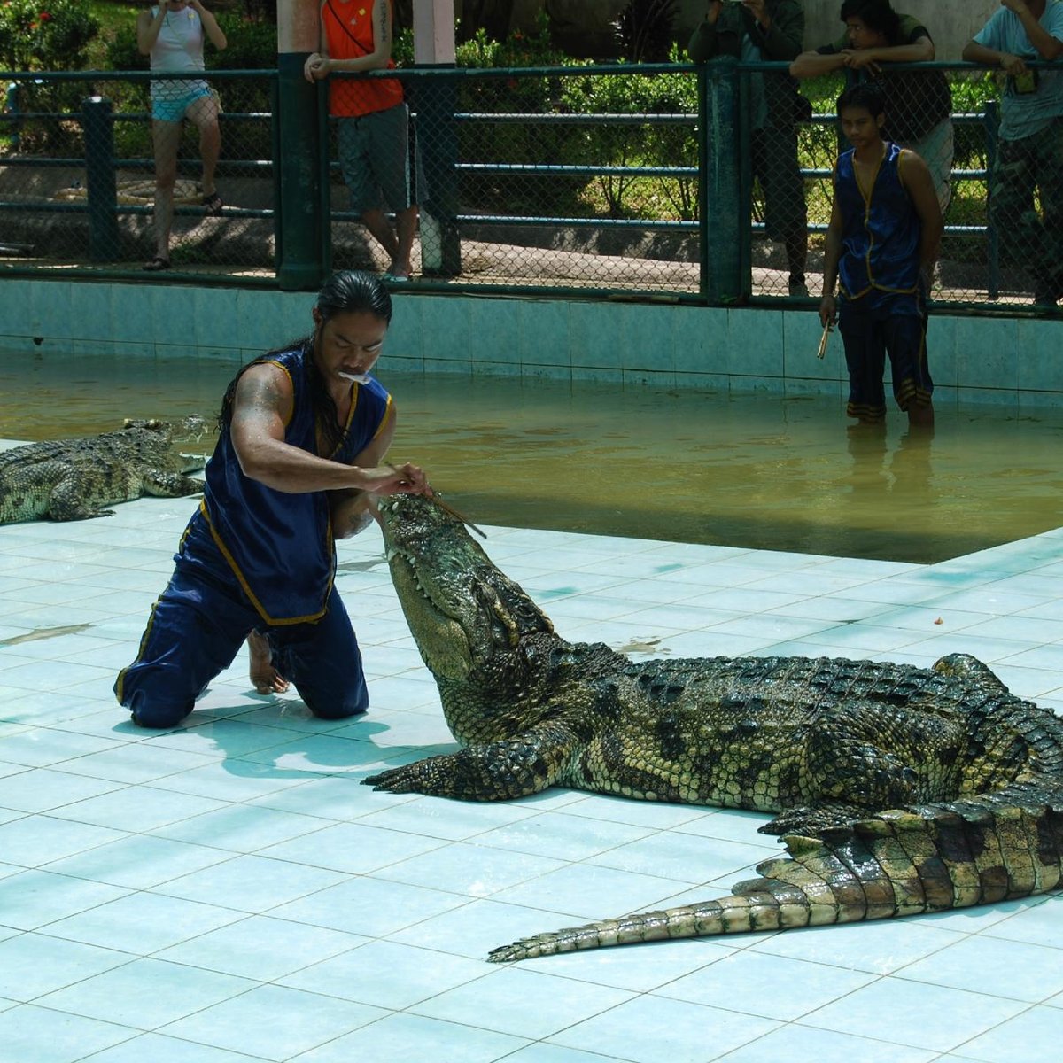 Samui Crocodile Farm, Самуй: лучшие советы перед посещением - Tripadvisor