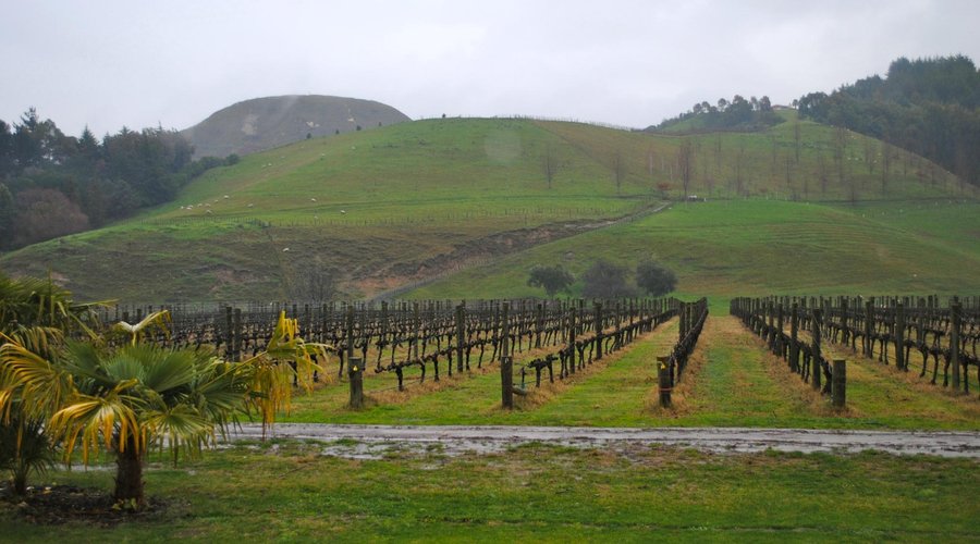 Mission Vineyards