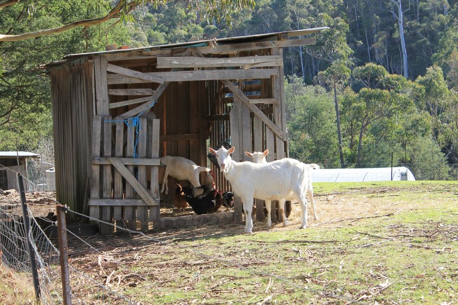 Как вывести цыганскую упряжную в horse haven