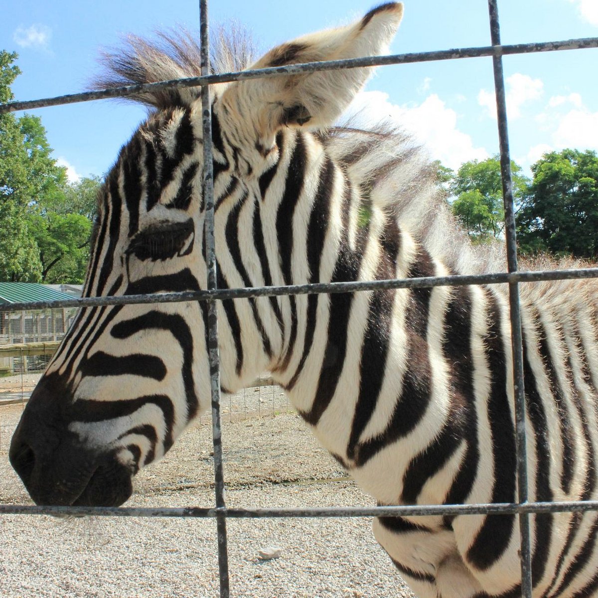 Living Treasures Animal Park (Jones Mills) - All You Need to Know BEFORE  You Go