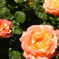 El Paso Municipal Rose Garden - All You Need to Know BEFORE You Go