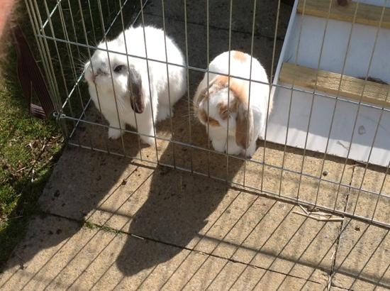 Highgrove on sale rabbit hutch