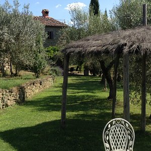 Fabulous mature olive grove surrounding the house and adjacent to the lovely pool