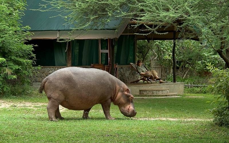 Hippo at Mvuu Camp