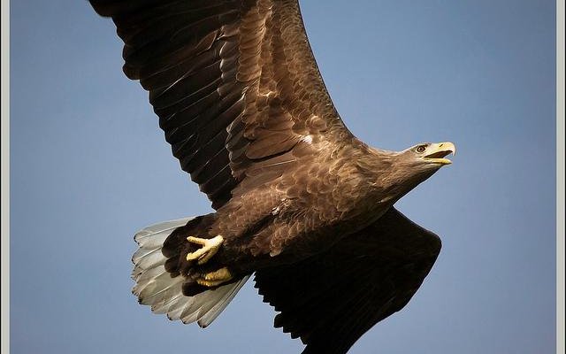 Ørnereservatet - Eagle World - Margrethe, White-Tailed Eagle
