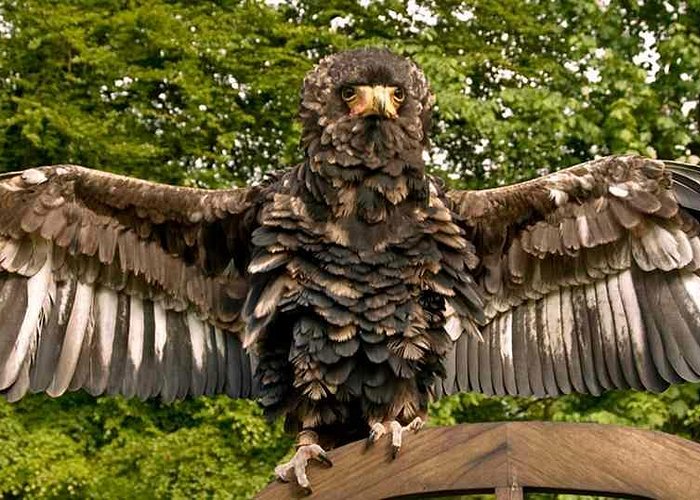 Birds of Prey - Annan School