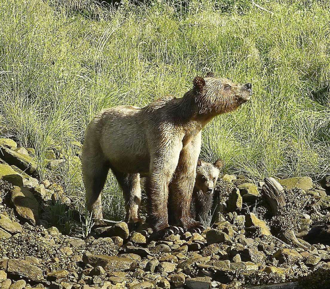 khutzeymateen grizzly bear sanctuary day tours