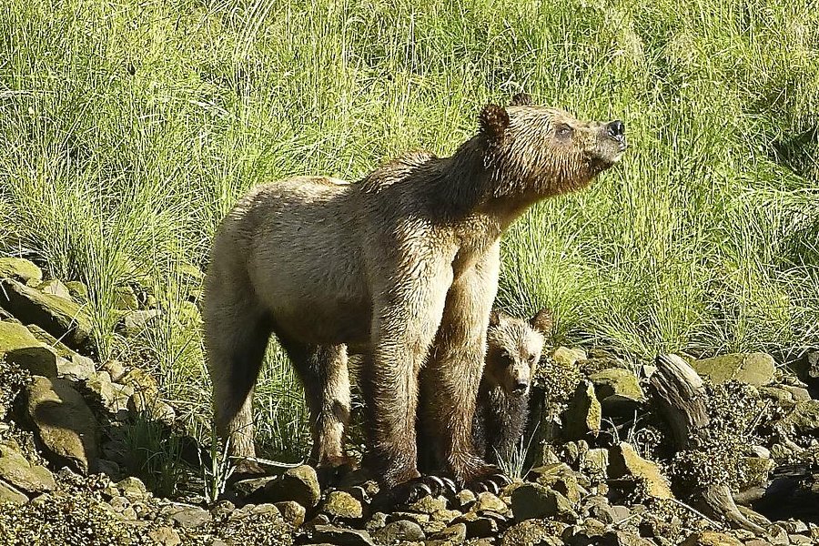 khutzeymateen grizzly bear sanctuary tour