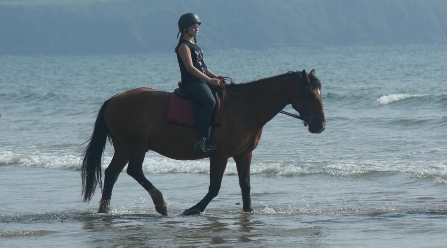 Thunder- couldnt of asked for a better horse-XXXXXXXXX