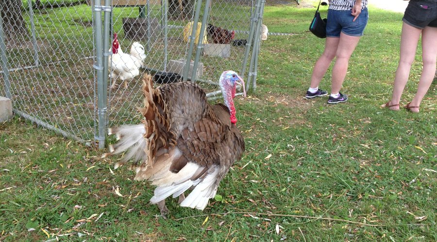 Handsome Tom Turkey greets visitors