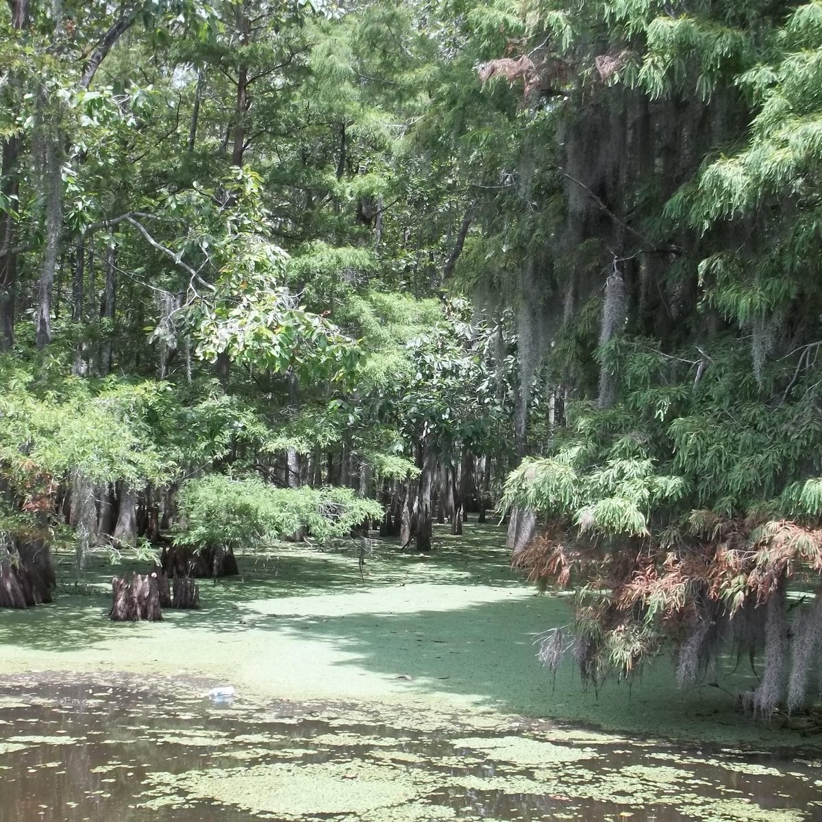 Cajun Man Swamp Tours | atelier-yuwa.ciao.jp