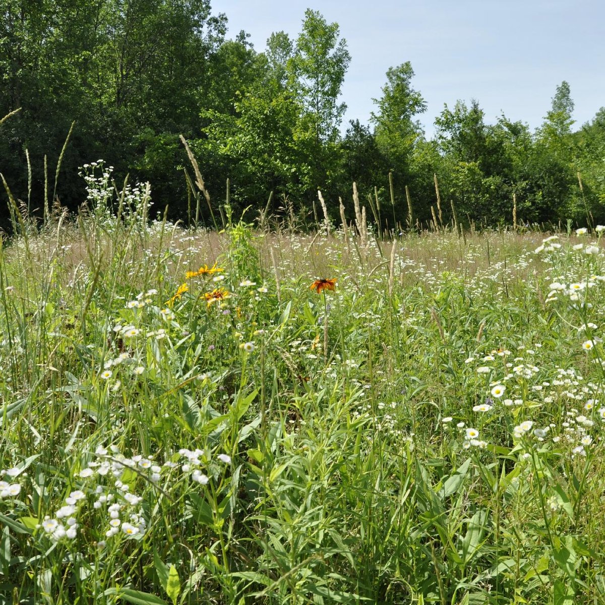 Wildflower Farm