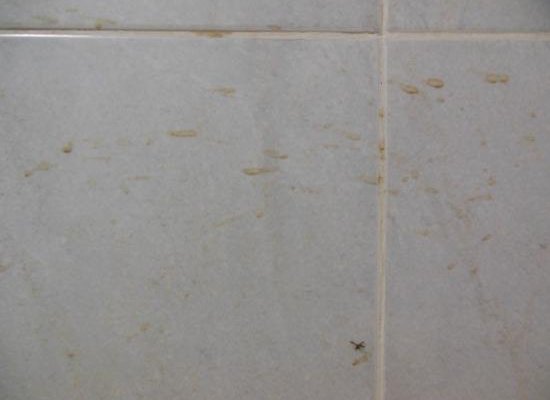 Stains on the bathroom wall. Check the dead fly