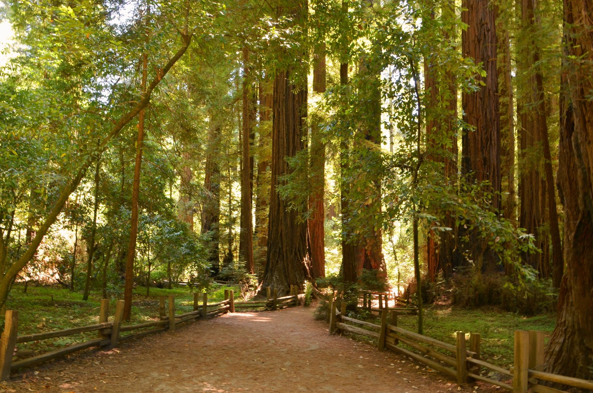 Henry cowell 2025 state park hikes