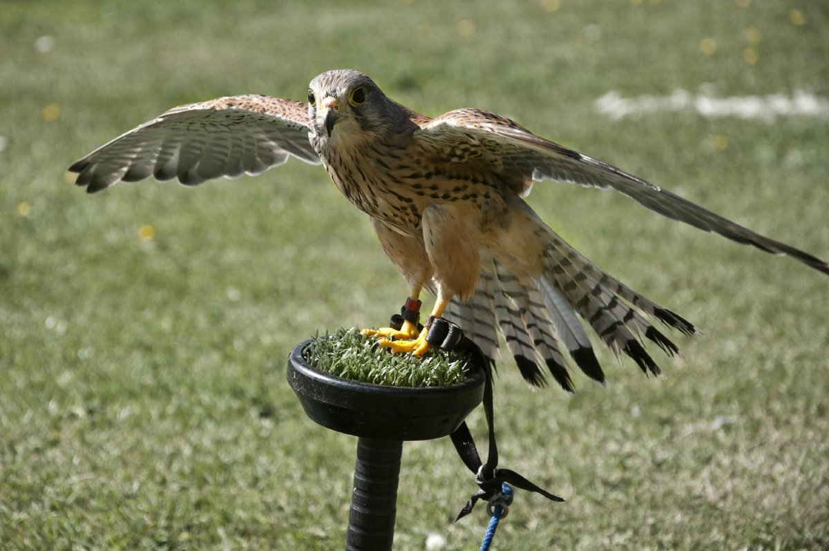 Falconry Days Northumberland Bird of Prey Experience Days