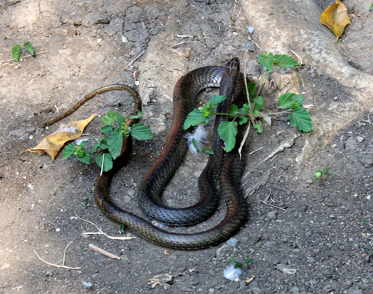 Meserani Snake Park, Аруша: лучшие советы перед посещением - Tripadvisor