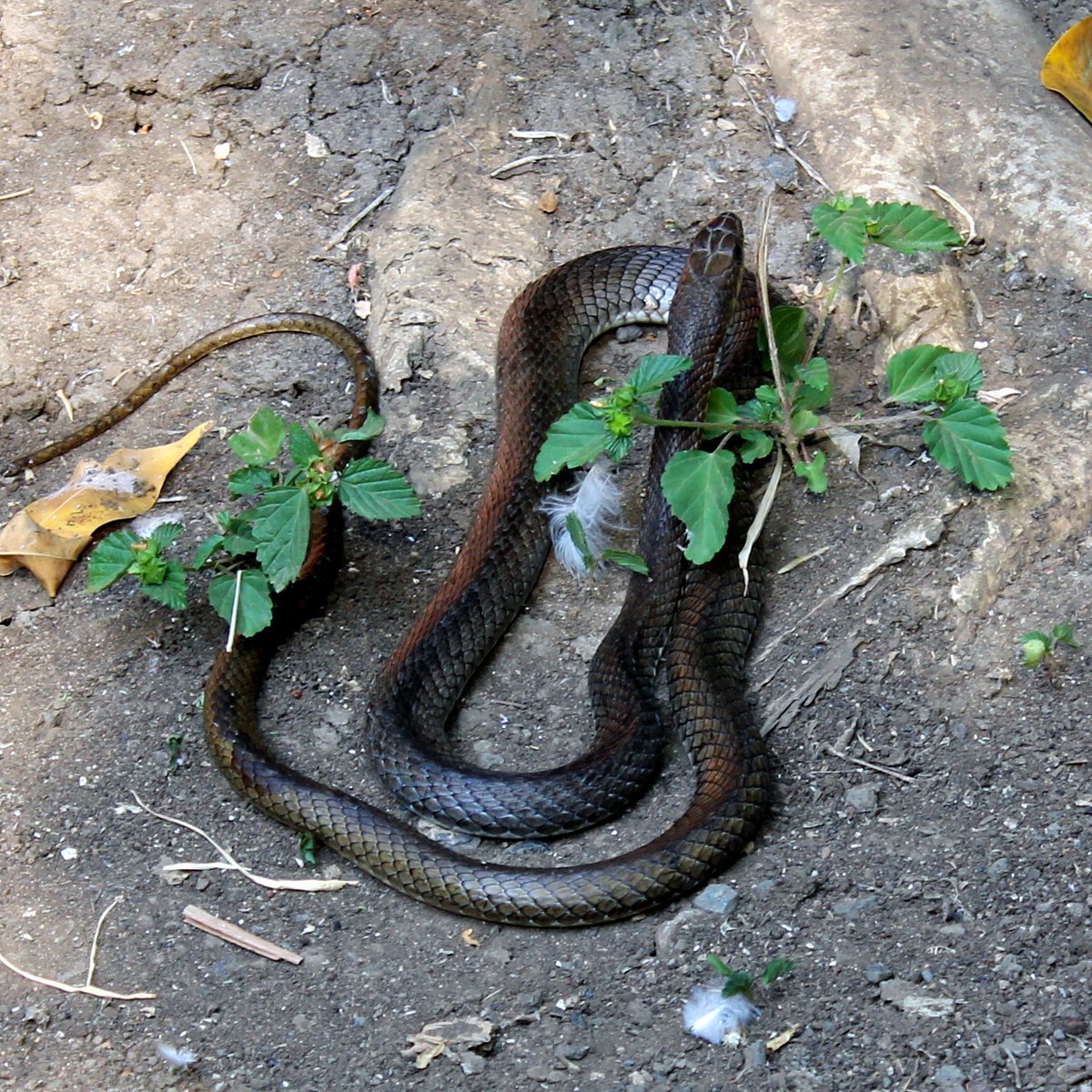 Meserani Snake Park, Аруша: лучшие советы перед посещением - Tripadvisor