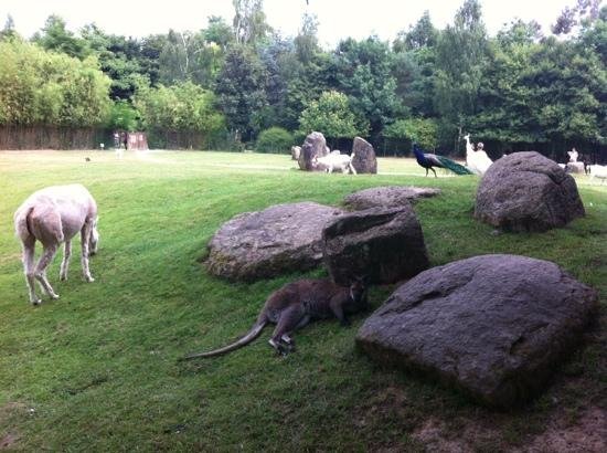 LES 10 MEILLEURES zoos et aquariums à Bretagne - Tripadvisor
