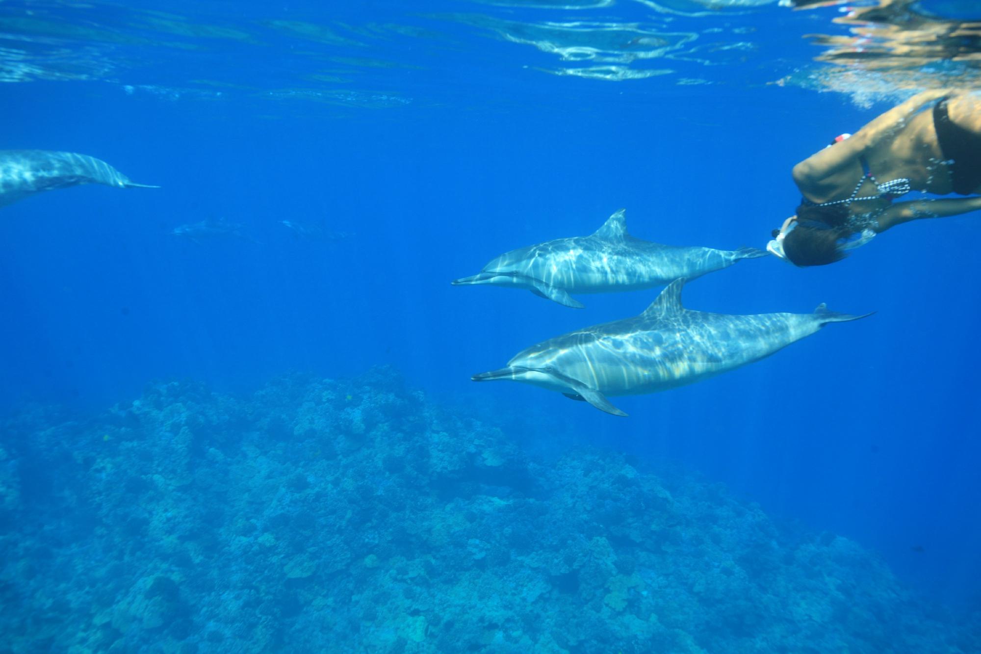 Kiwailuka Big Island Hawaii (Kailua-Kona) - Đánh giá - Tripadvisor