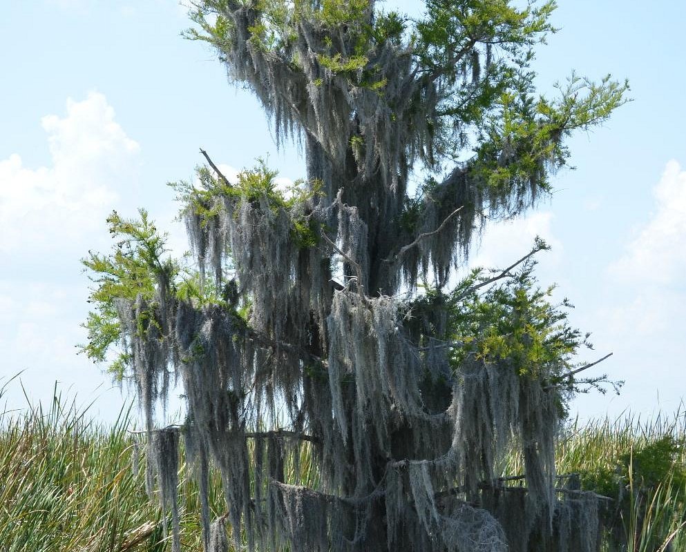 Marsh Beast Airboat Tours (Vero Beach) - All You Need to Know BEFORE You Go