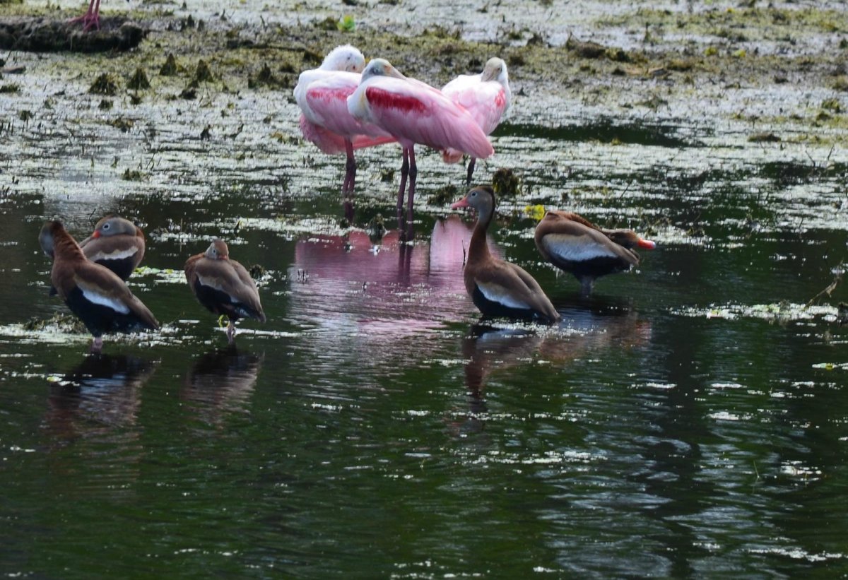 marsh-beast-airboat-tours-vero-beach-all-you-need-to-know-before-you-go