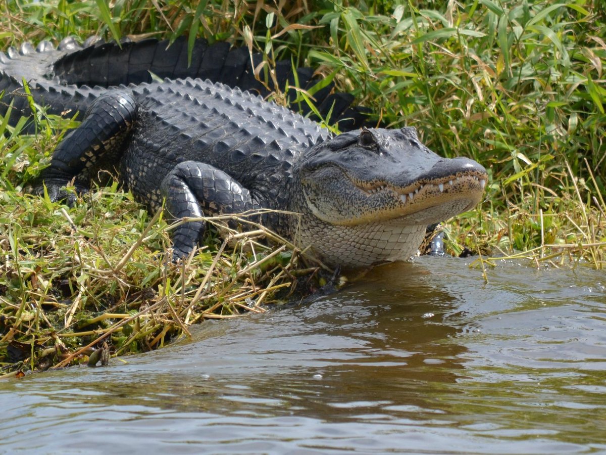 Marsh Beast Airboat Tours - All You Need to Know BEFORE You Go (2024)