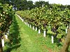 polgoon vineyard