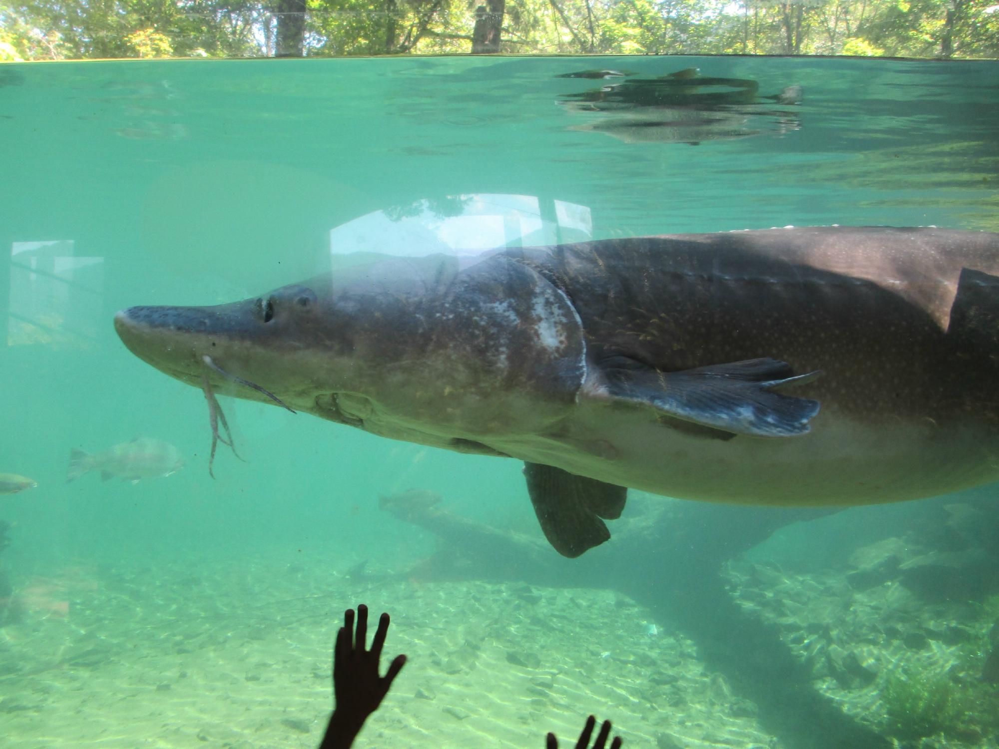 sturgeon pond fish