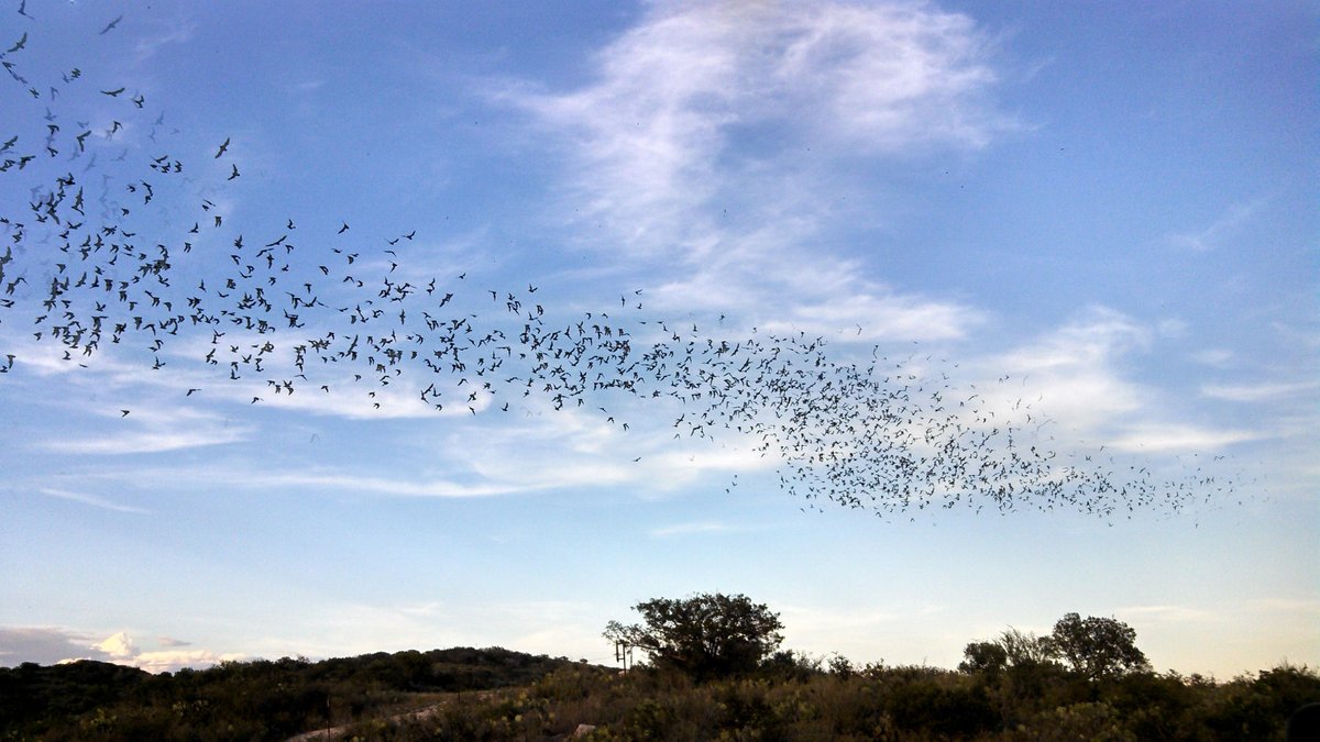 Frio Bat Flight Tours (Concan) - All You Need to Know BEFORE You Go