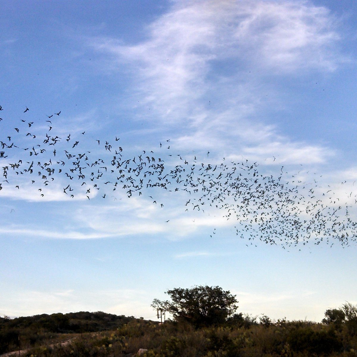 Frio Bat Flight Tours (Concan) - All You Need to Know BEFORE You Go