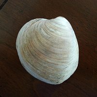 shell of mollusk from Ice Age
