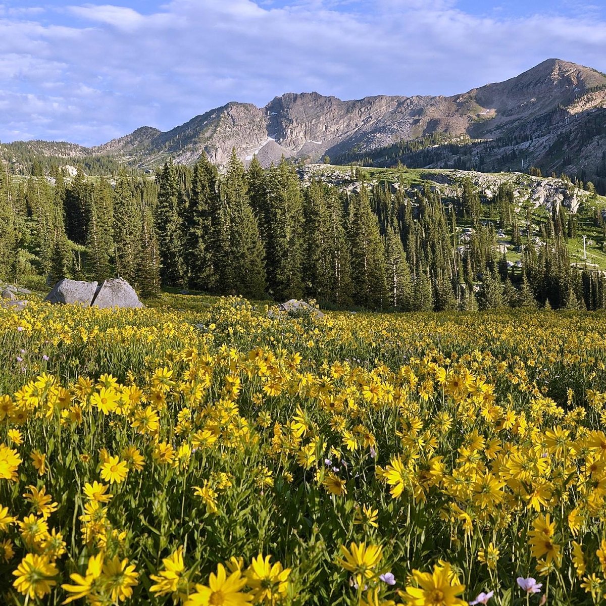 Cottonwood Canyon Utah