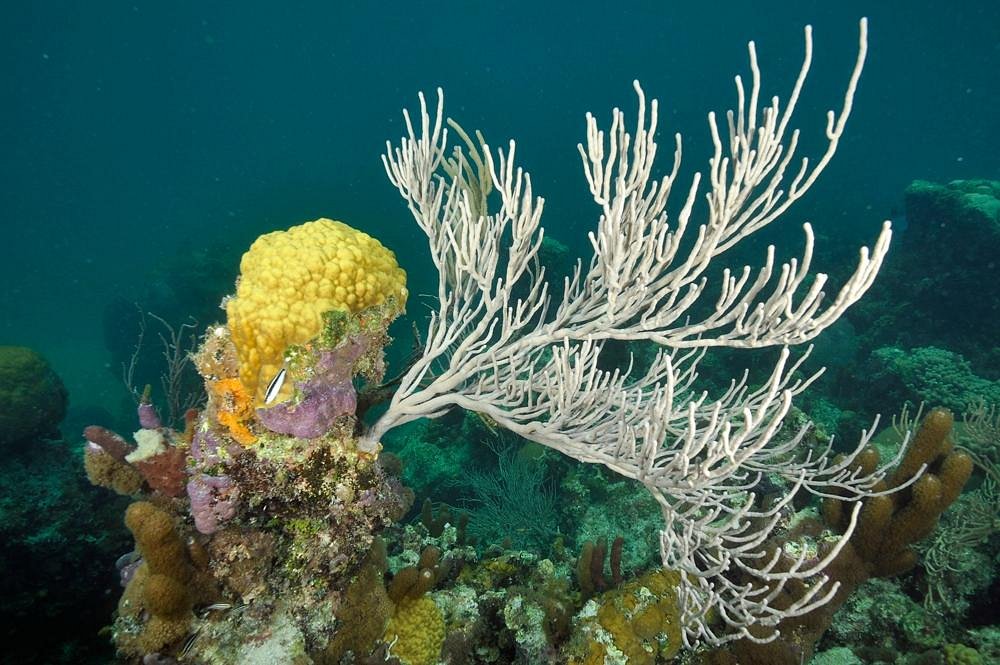 Smith's Reef, Теркс и Кайкос: лучшие советы перед посещением - Tripadvisor