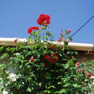 Roses in the garden