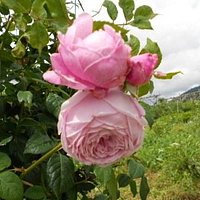 Ronzone: giardino della rosa
