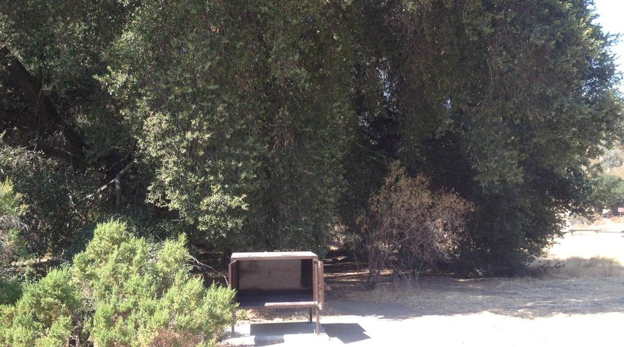 Site #134 - Camp underneath the grove of trees!