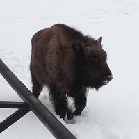 European low land bison - young calf