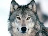 dutchwolves