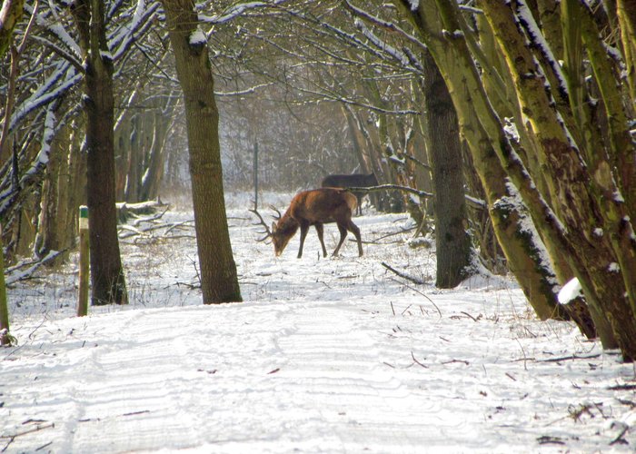 Winter in de Oostvaardersplassen