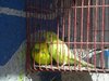 Susans_Lemonade