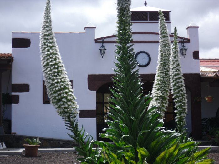Imagen 22 de Finca El Picacho Cottages Tenerife