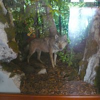 Il lupo che accoglie i visitatori