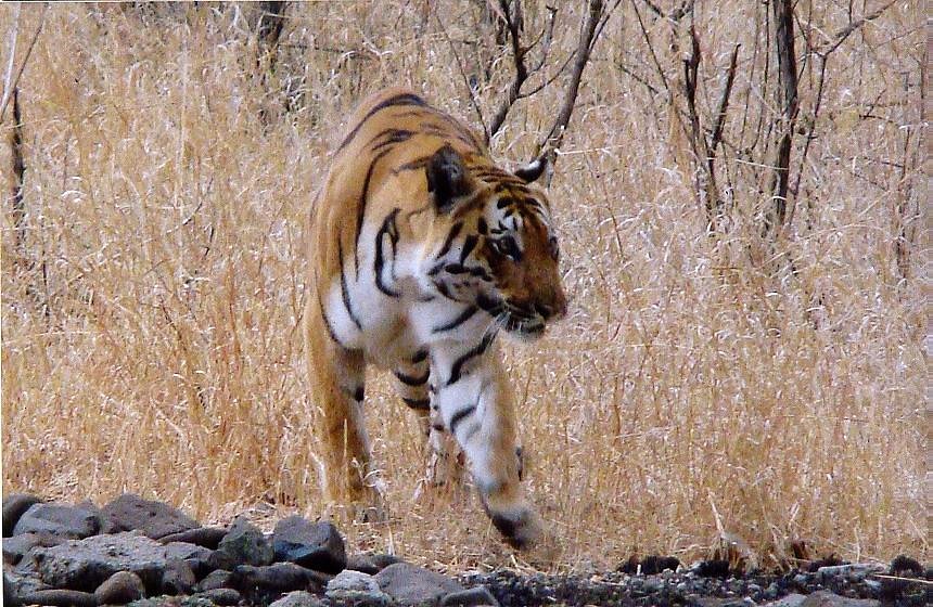 BOR WILD LIFE SANCTUARY (Wardha) - All You Need to Know BEFORE You Go BOR WILD LIFE SANCTUARY (Wardha) - All You Need to Know BEFORE You Go