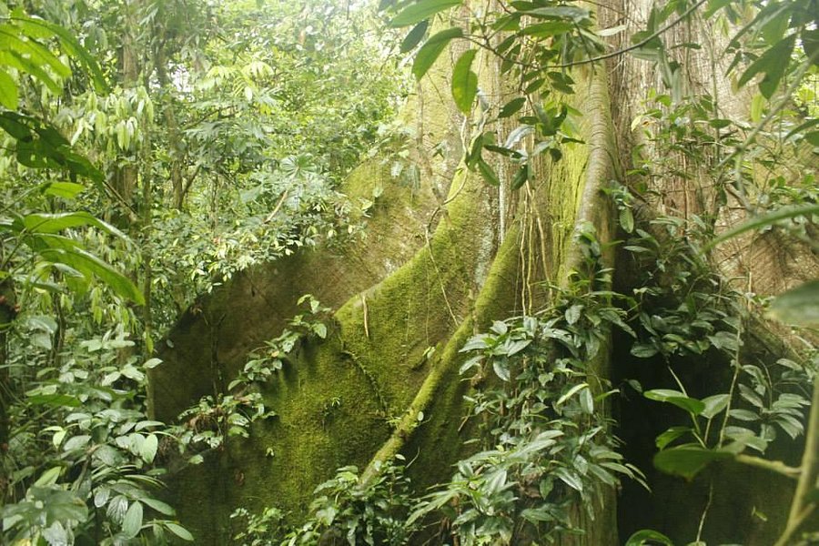 Cinco Ceibas Rainforest Reserve and Adventure Park image