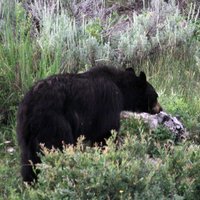 Blacktail Plateau Drive (Yellowstone National Park) - All You Need to ...