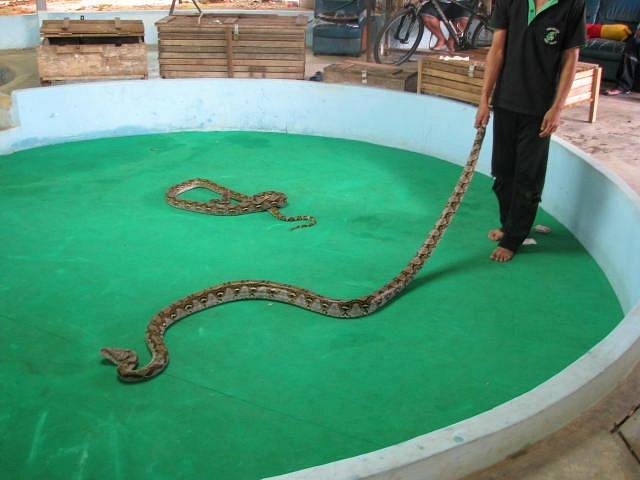 Phuket Cobra Show and Snake Farm image
